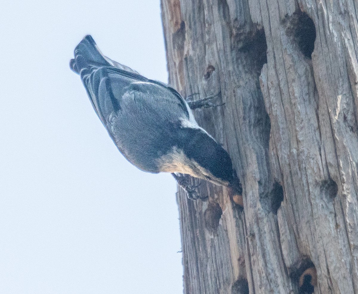 White-breasted Nuthatch - ML620800276