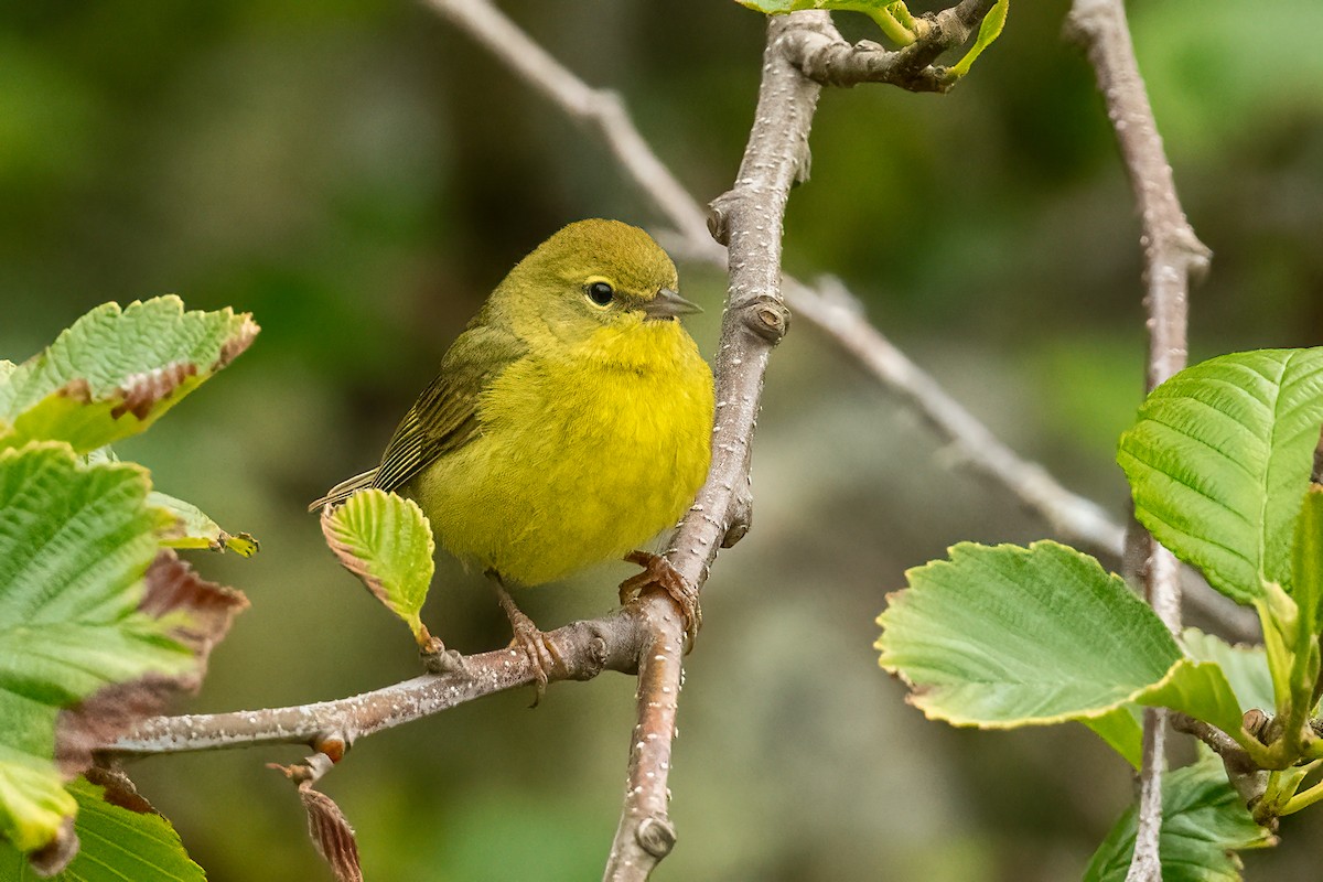 Orange-crowned Warbler - ML620800277