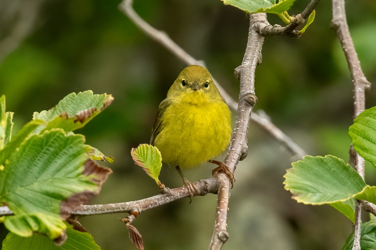 Orange-crowned Warbler - ML620800292