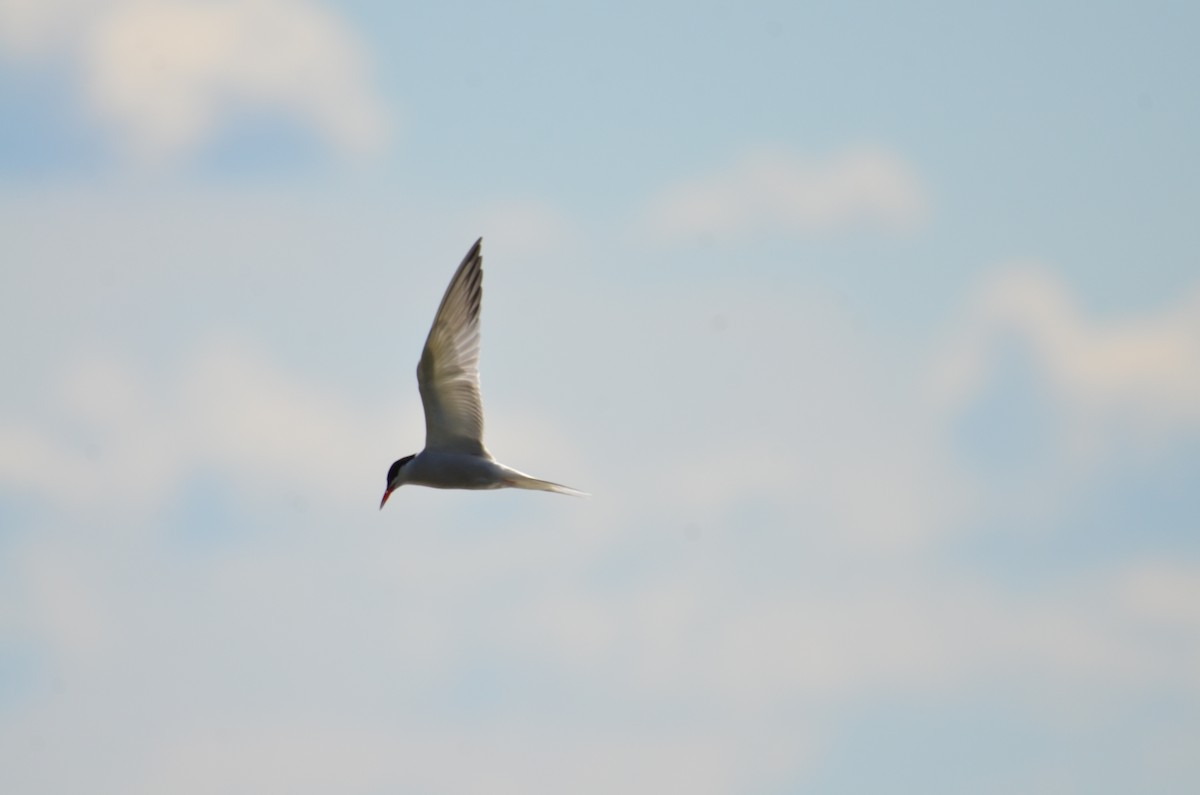 Common Tern - ML620800296