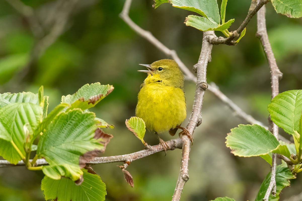 Orange-crowned Warbler - ML620800297