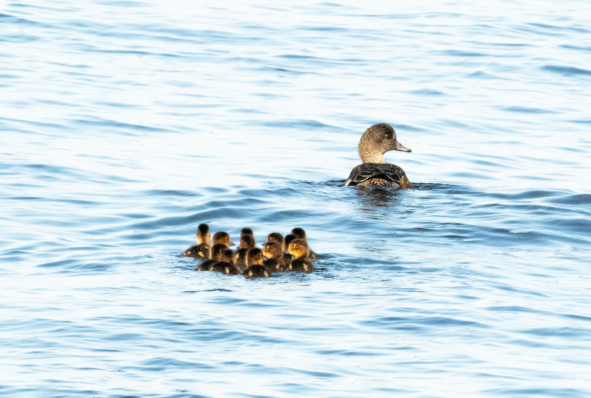 American Wigeon - ML620800304