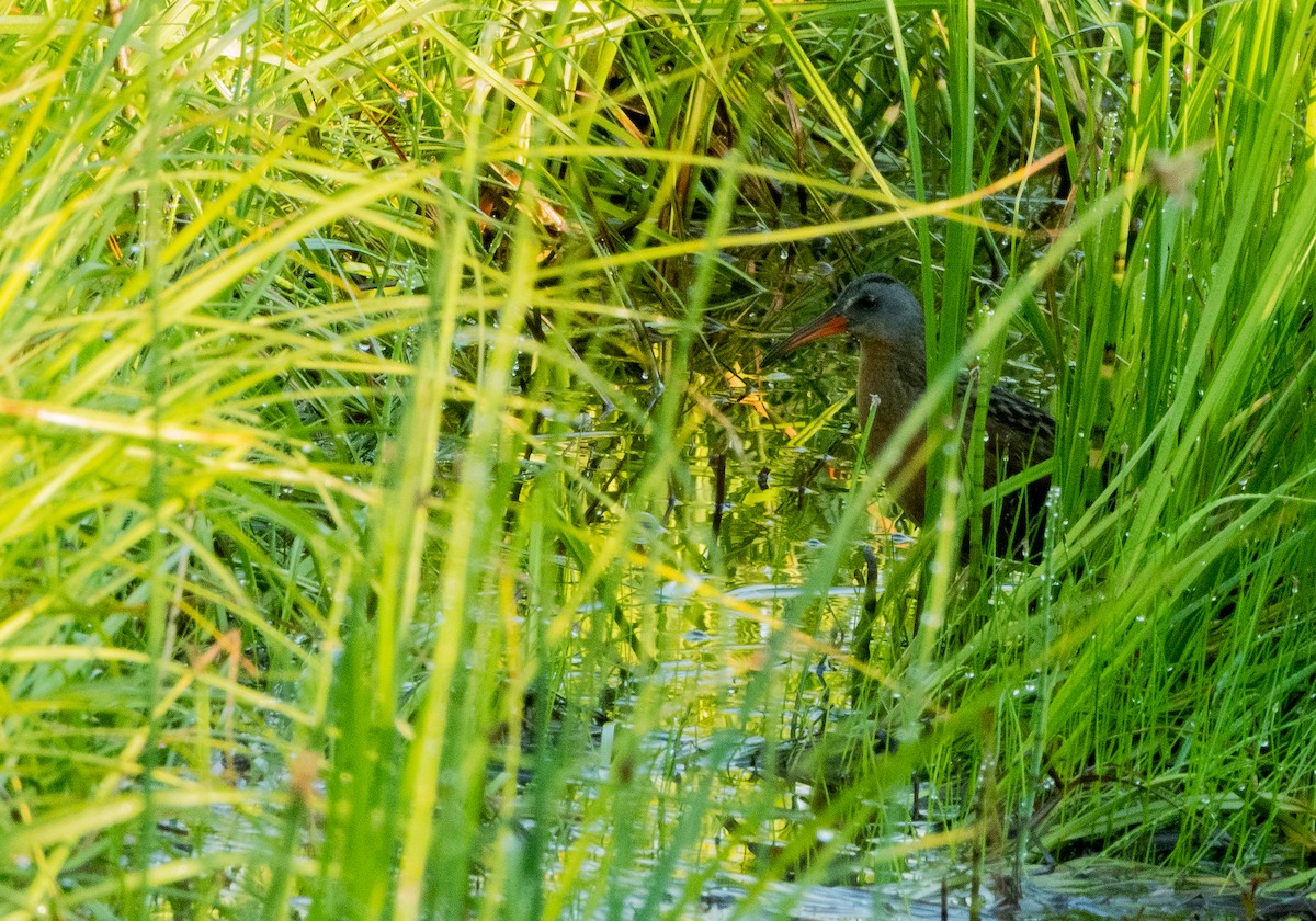 Virginia Rail - ML620800306