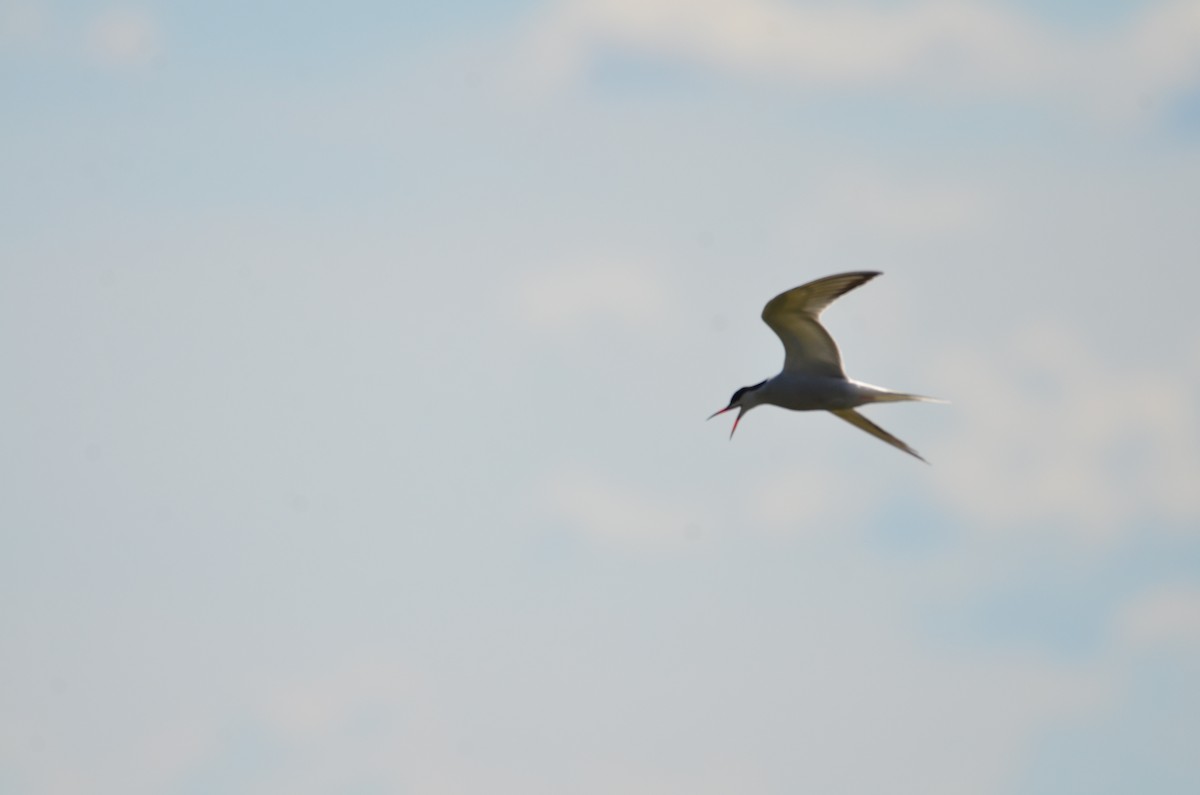 Common Tern - ML620800312