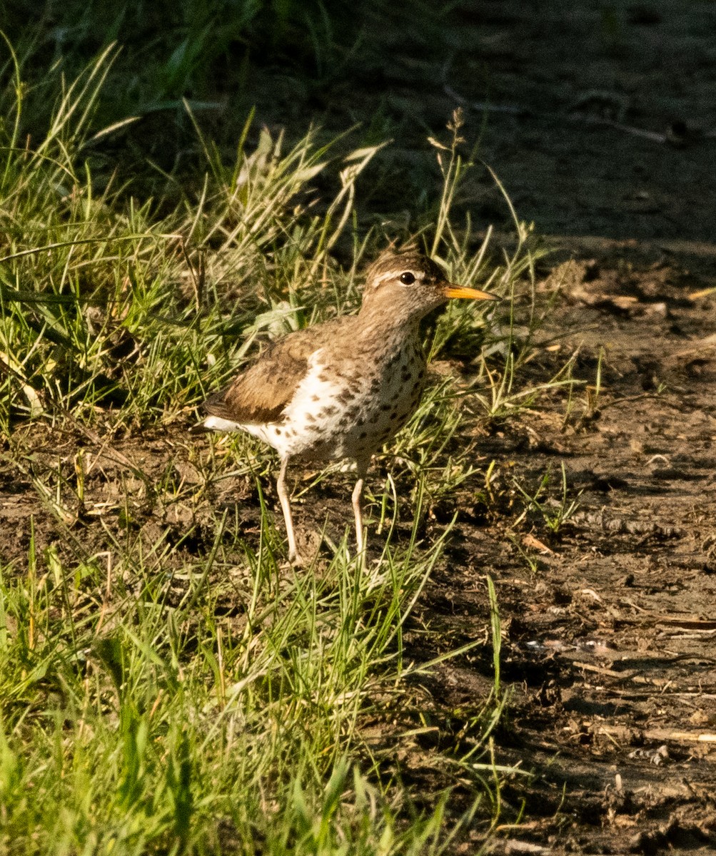 Spotted Sandpiper - ML620800321