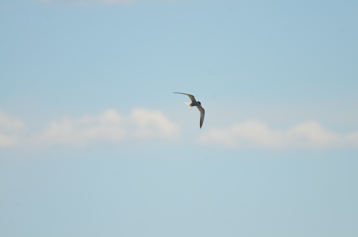 Common Tern - ML620800323