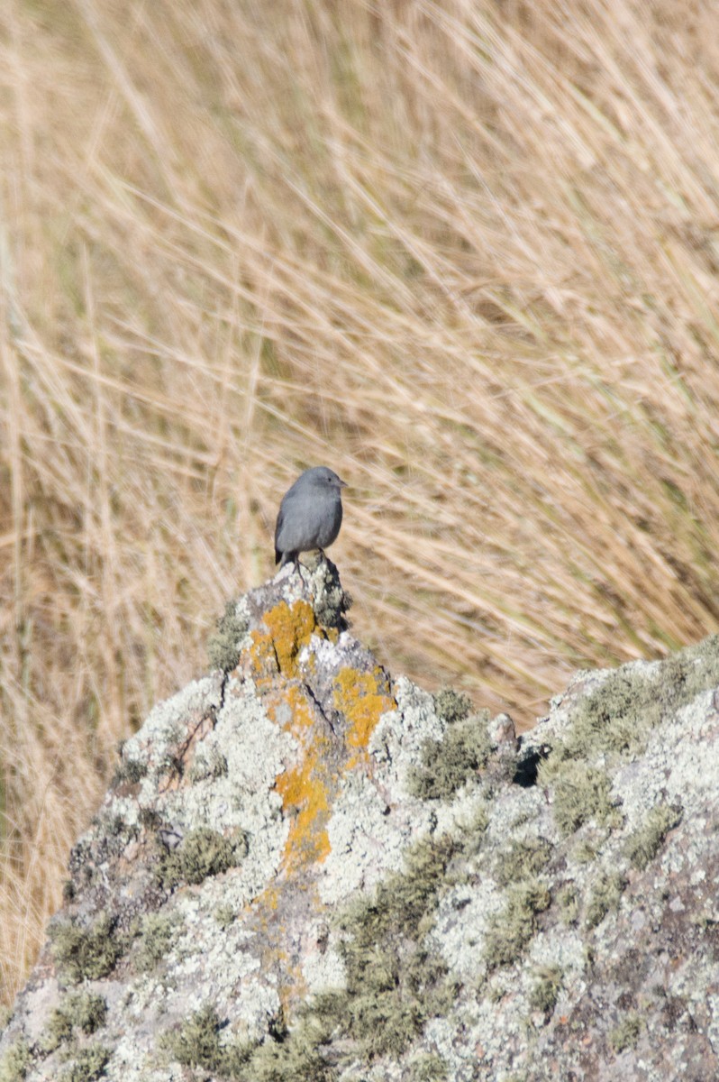 Plumbeous Sierra Finch - Maria Fernanda Gauna