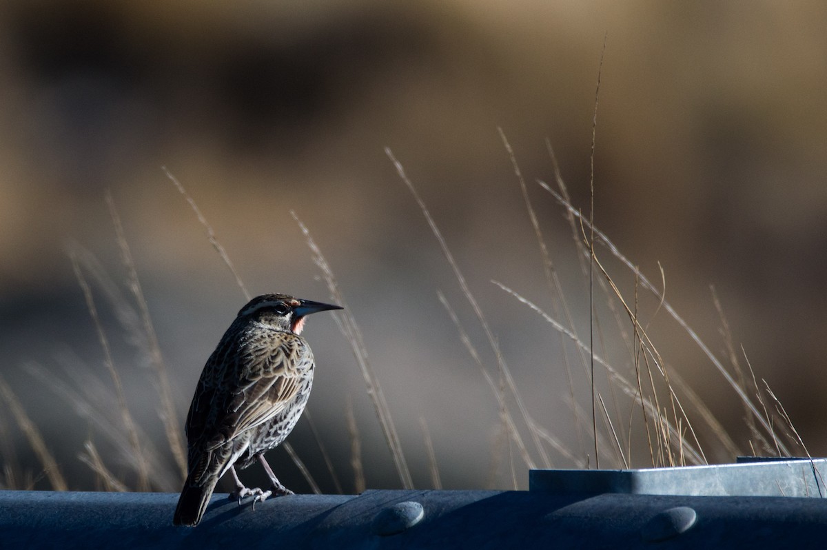 Long-tailed Meadowlark - ML620800341