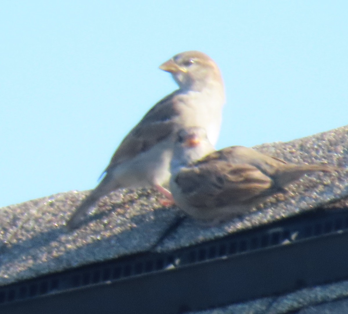 Moineau domestique - ML620800353