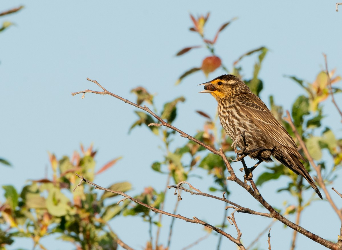 Red-winged Blackbird - ML620800356