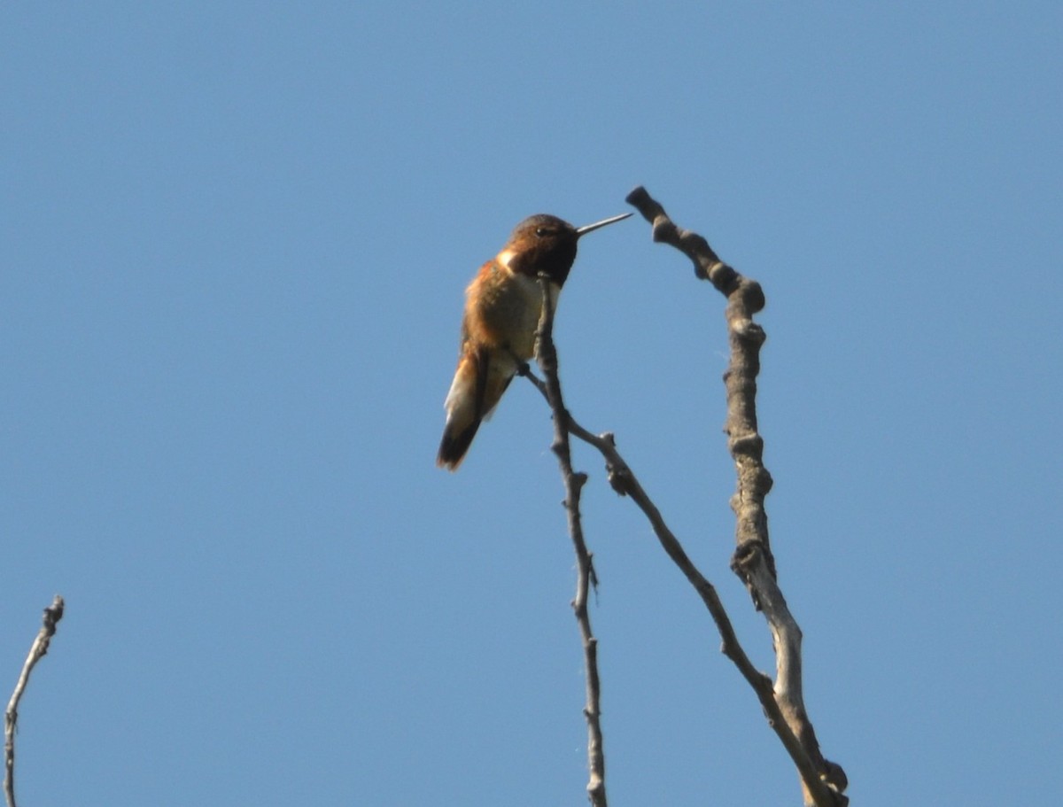 Rufous Hummingbird - ML620800362