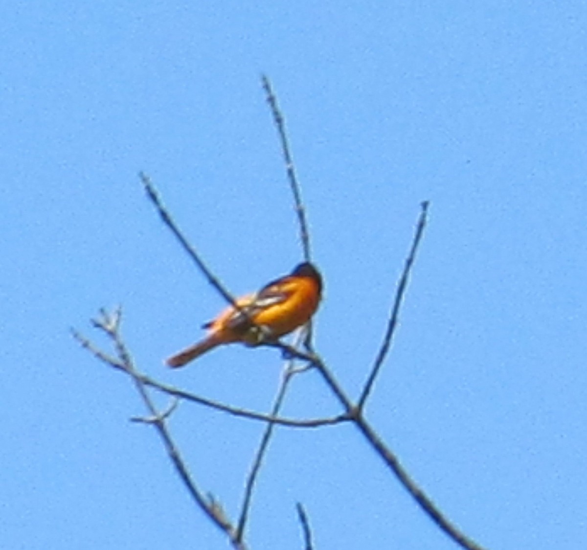 Baltimore Oriole - ML620800364