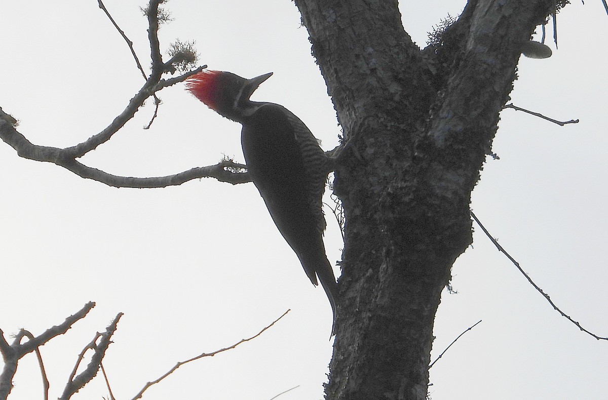 Lineated Woodpecker - ML620800371