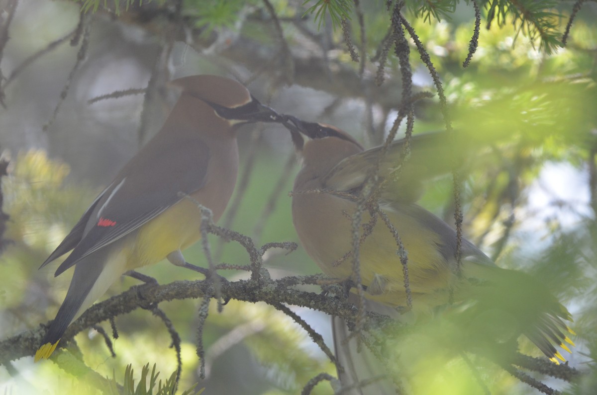 Cedar Waxwing - ML620800374