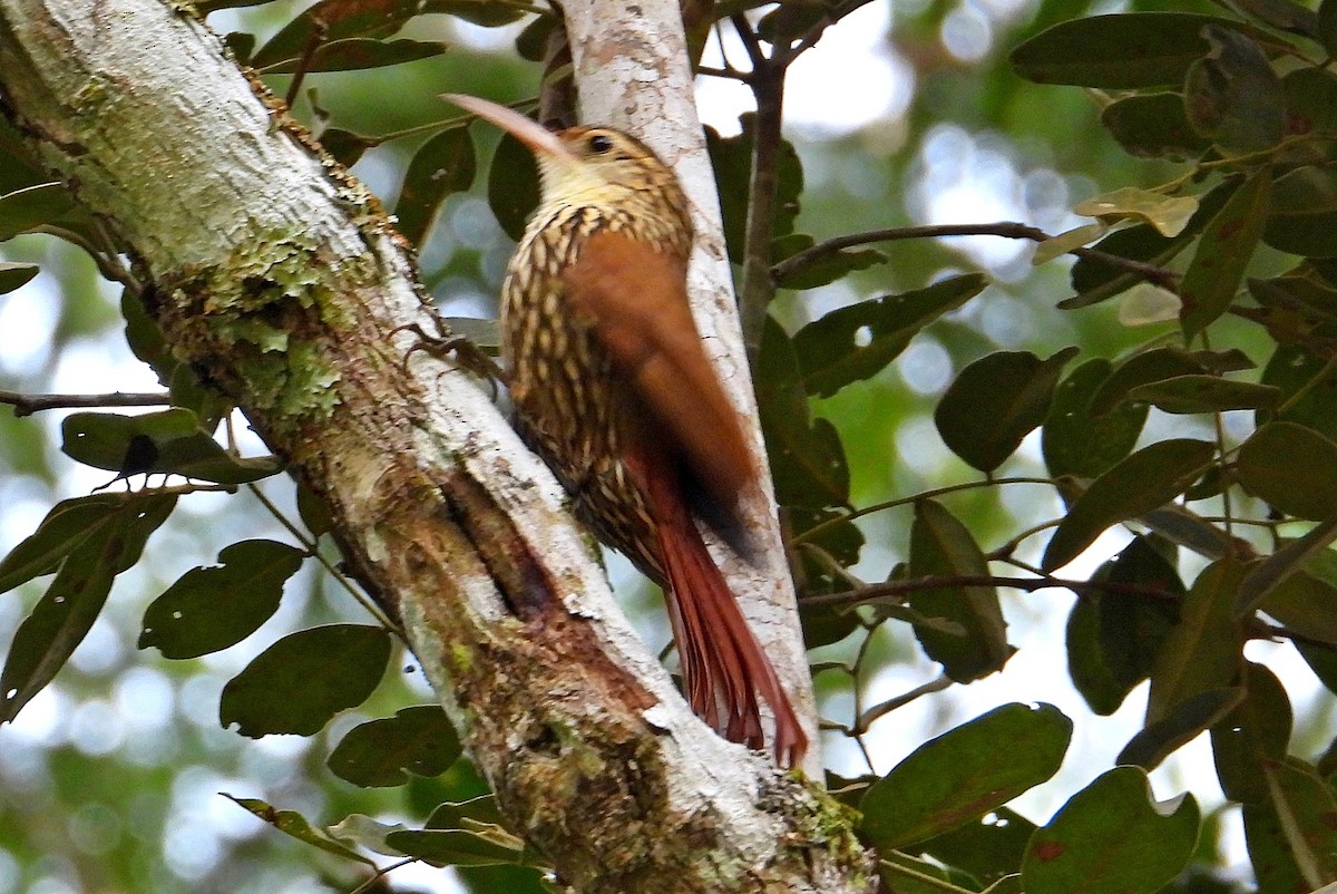 Scalloped Woodcreeper - ML620800376