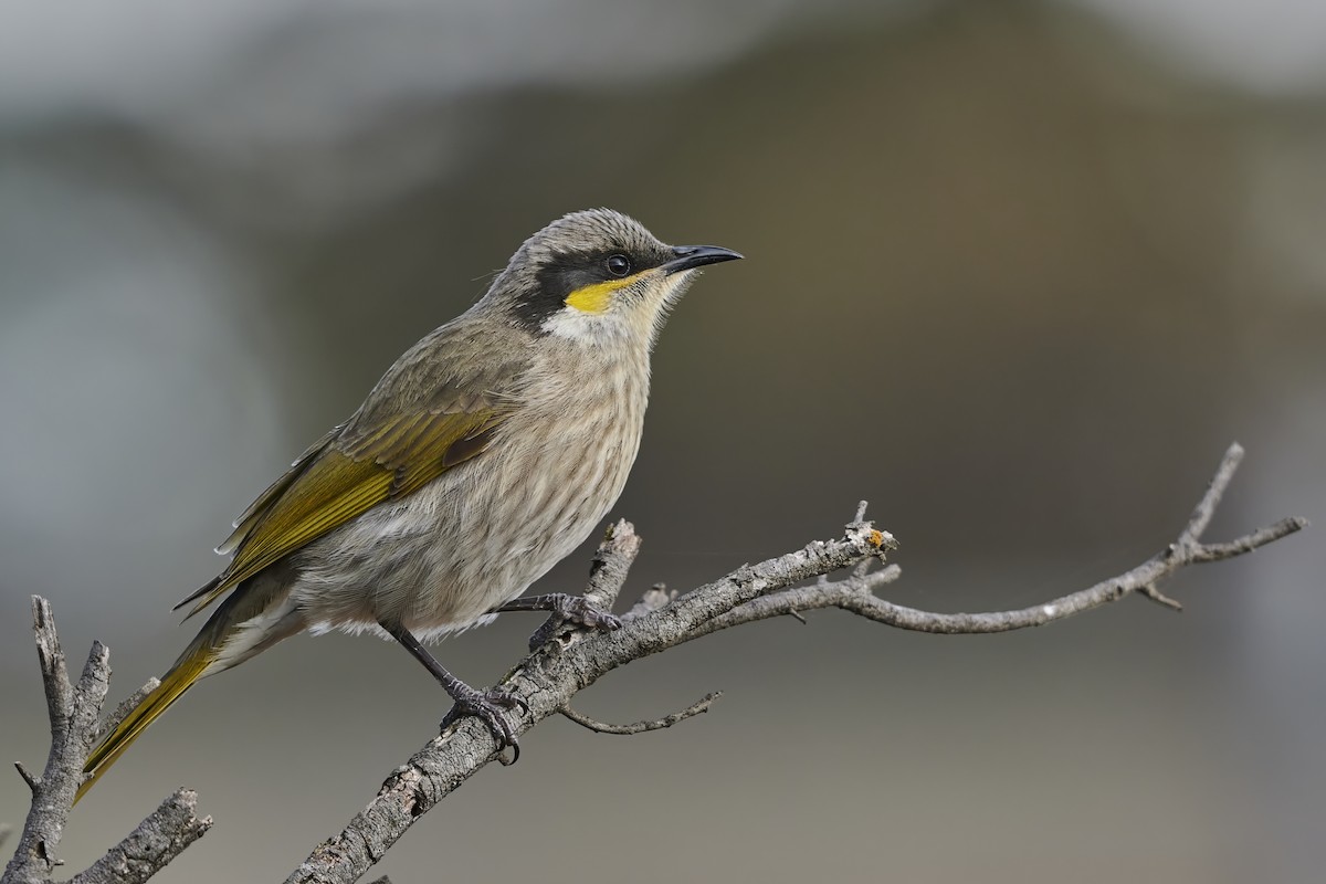 Singing Honeyeater - ML620800379