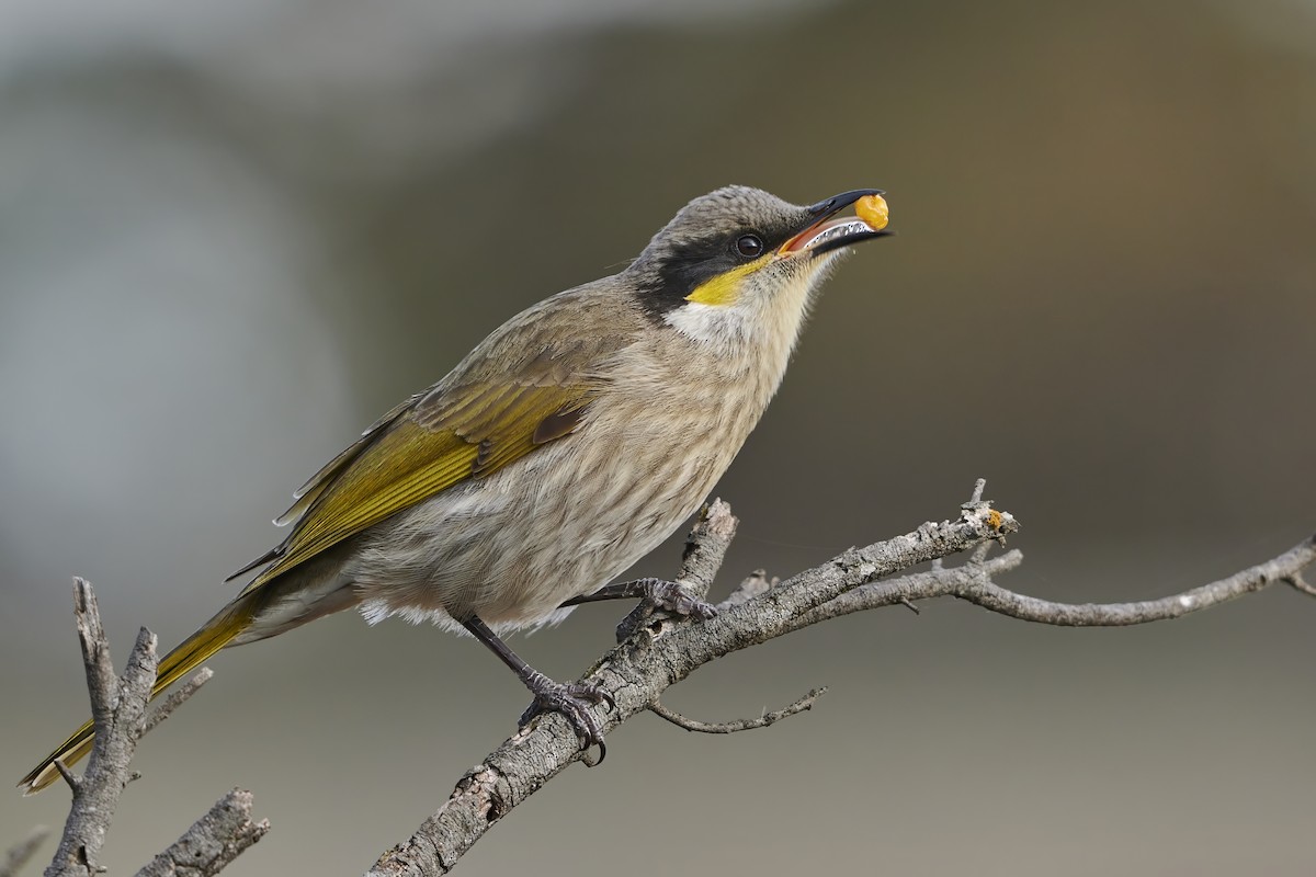 Singing Honeyeater - ML620800381