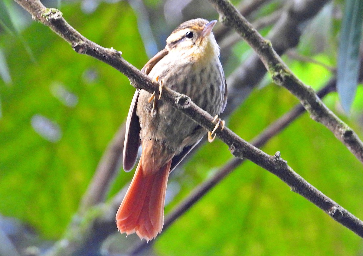 Sharp-billed Treehunter - ML620800382