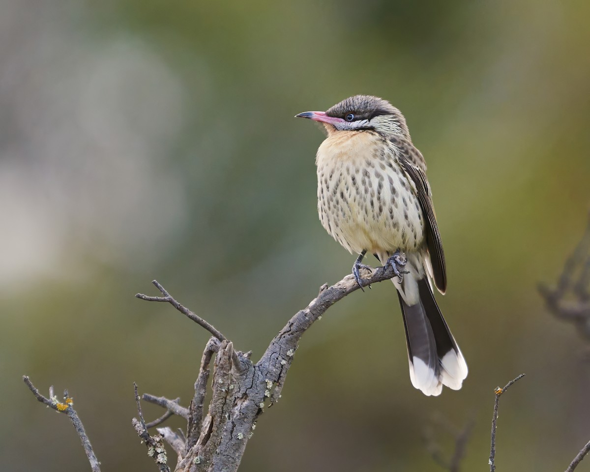 Spiny-cheeked Honeyeater - ML620800388