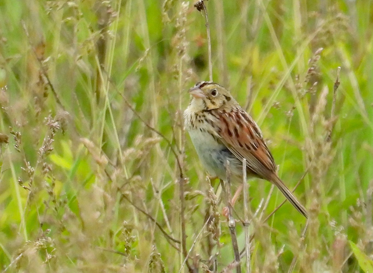 Henslow's Sparrow - ML620800390