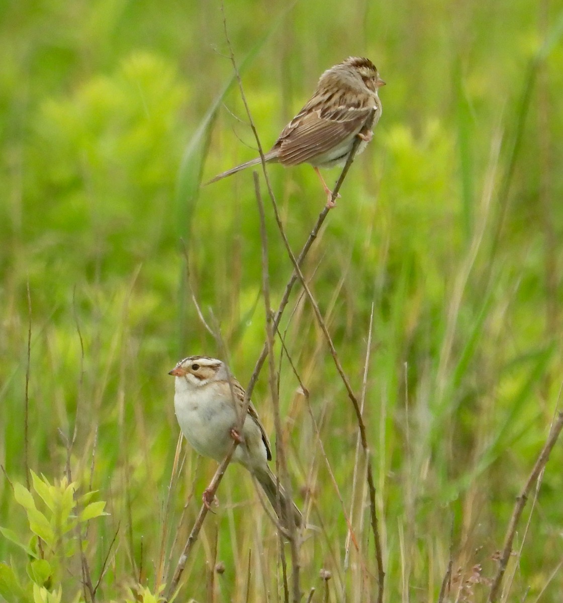 Clay-colored Sparrow - ML620800391