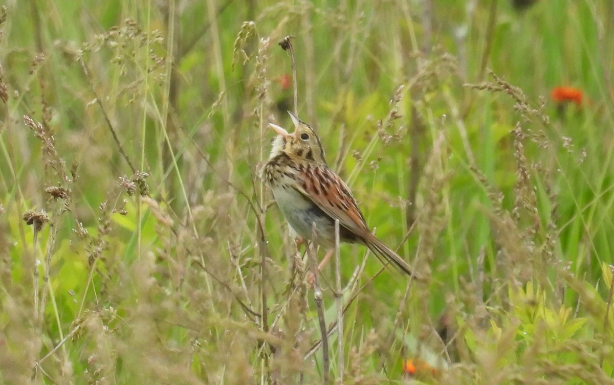 Henslow's Sparrow - Tresa Moulton