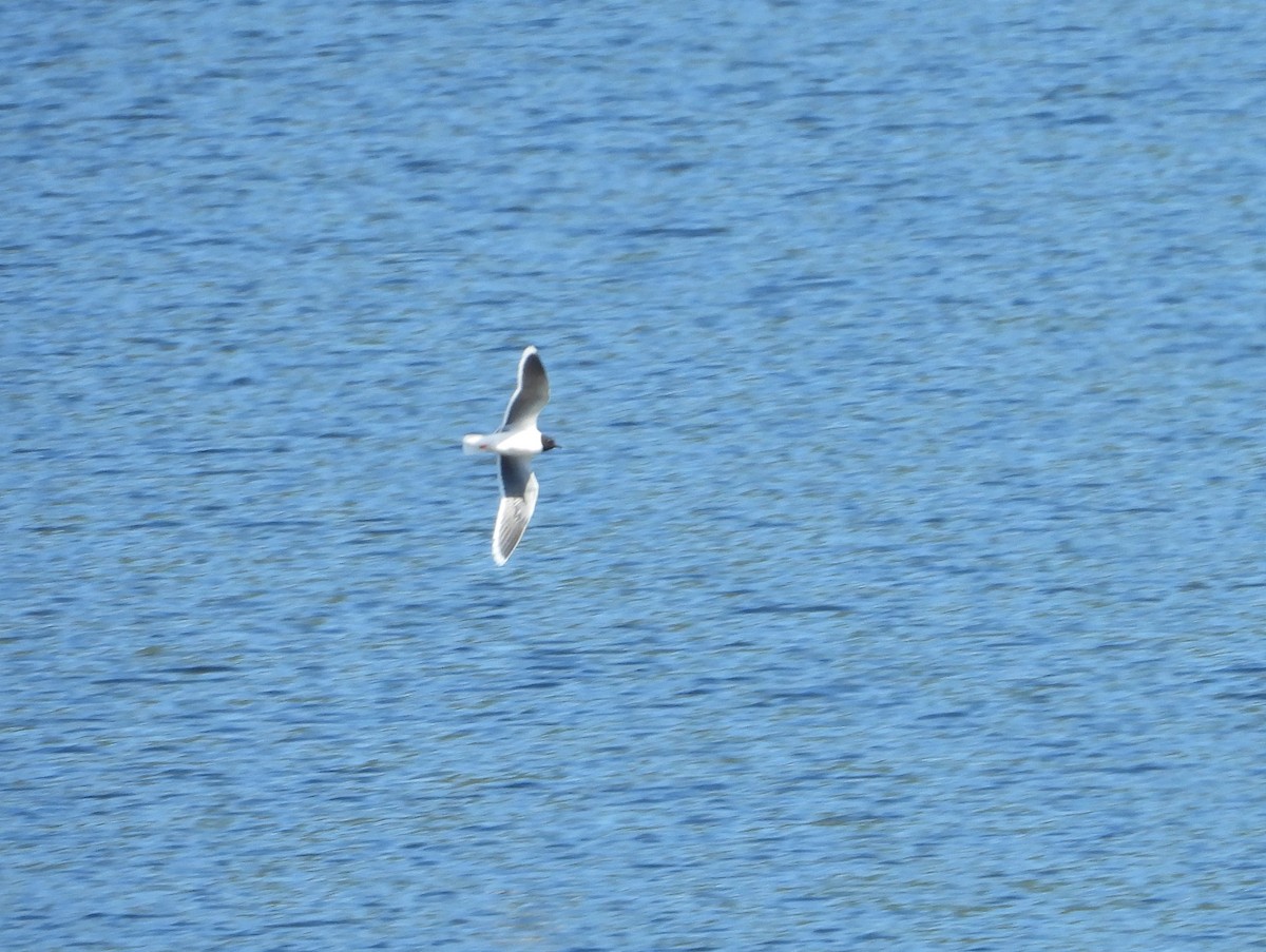 Mouette pygmée - ML620800397