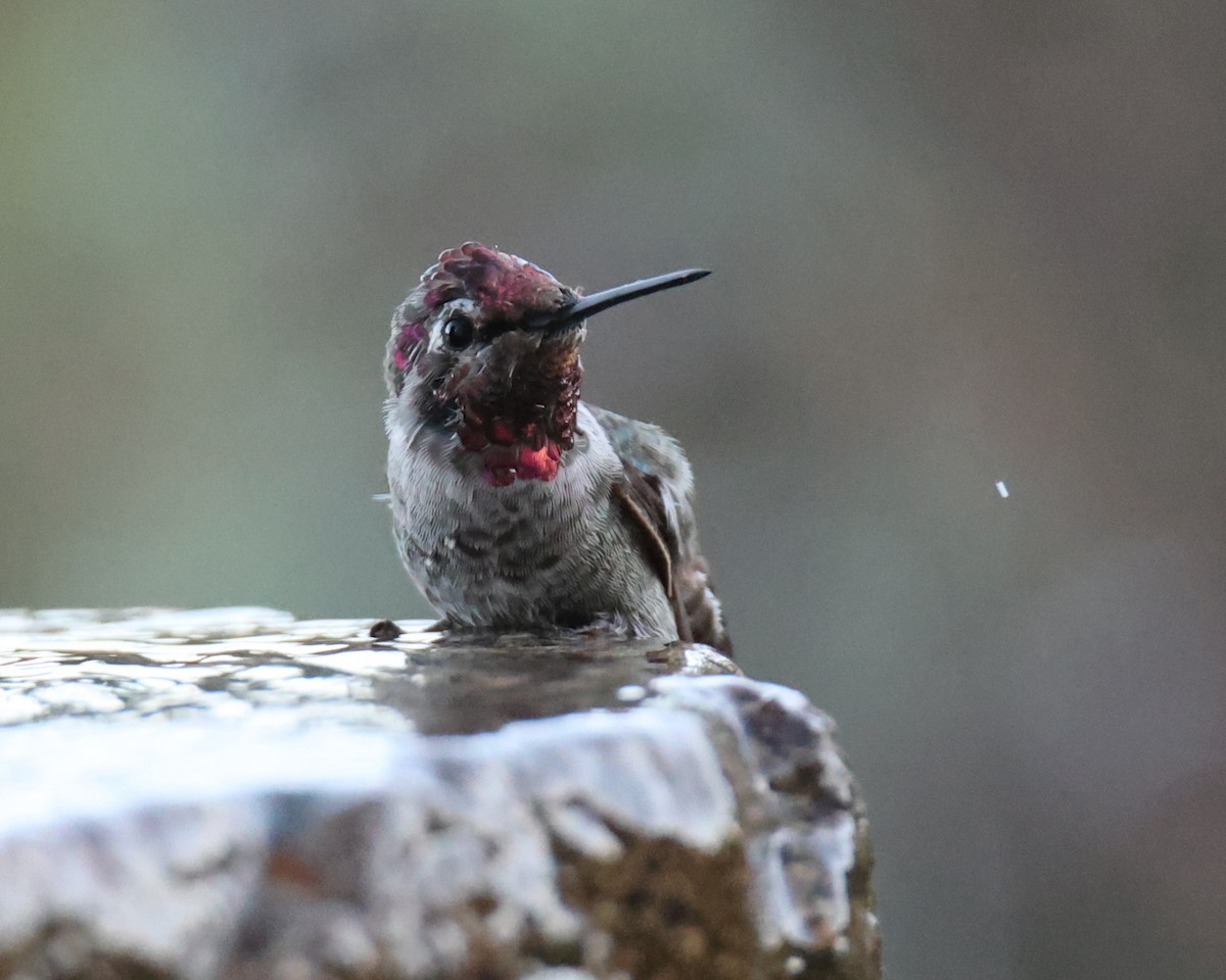 Anna's Hummingbird - ML620800398