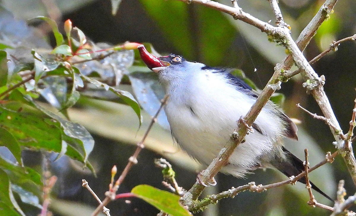 Pin-tailed Manakin - ML620800399