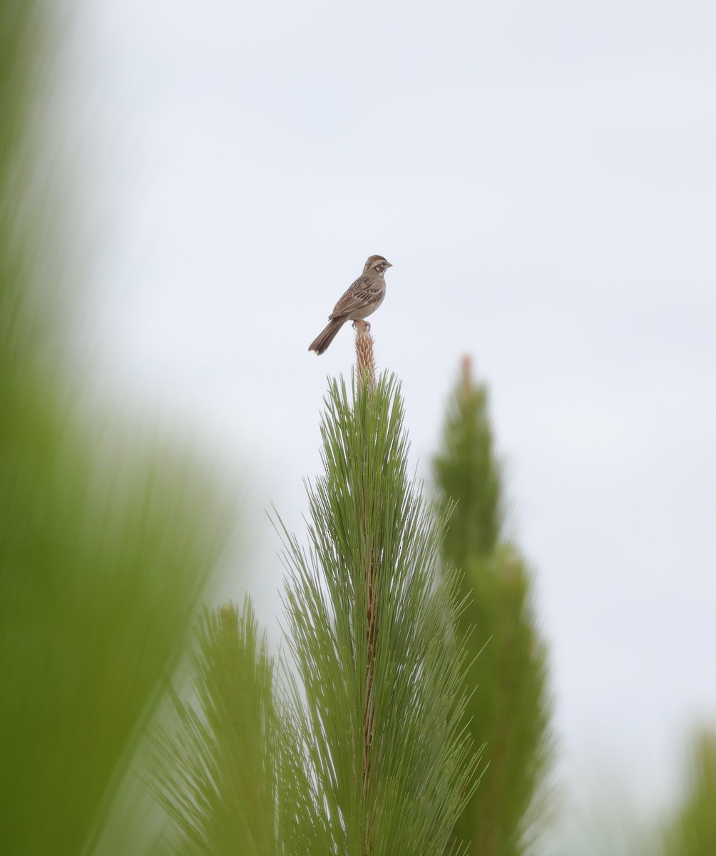 Lark Sparrow - ML620800402