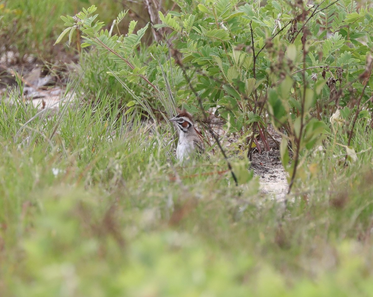 Lark Sparrow - ML620800403