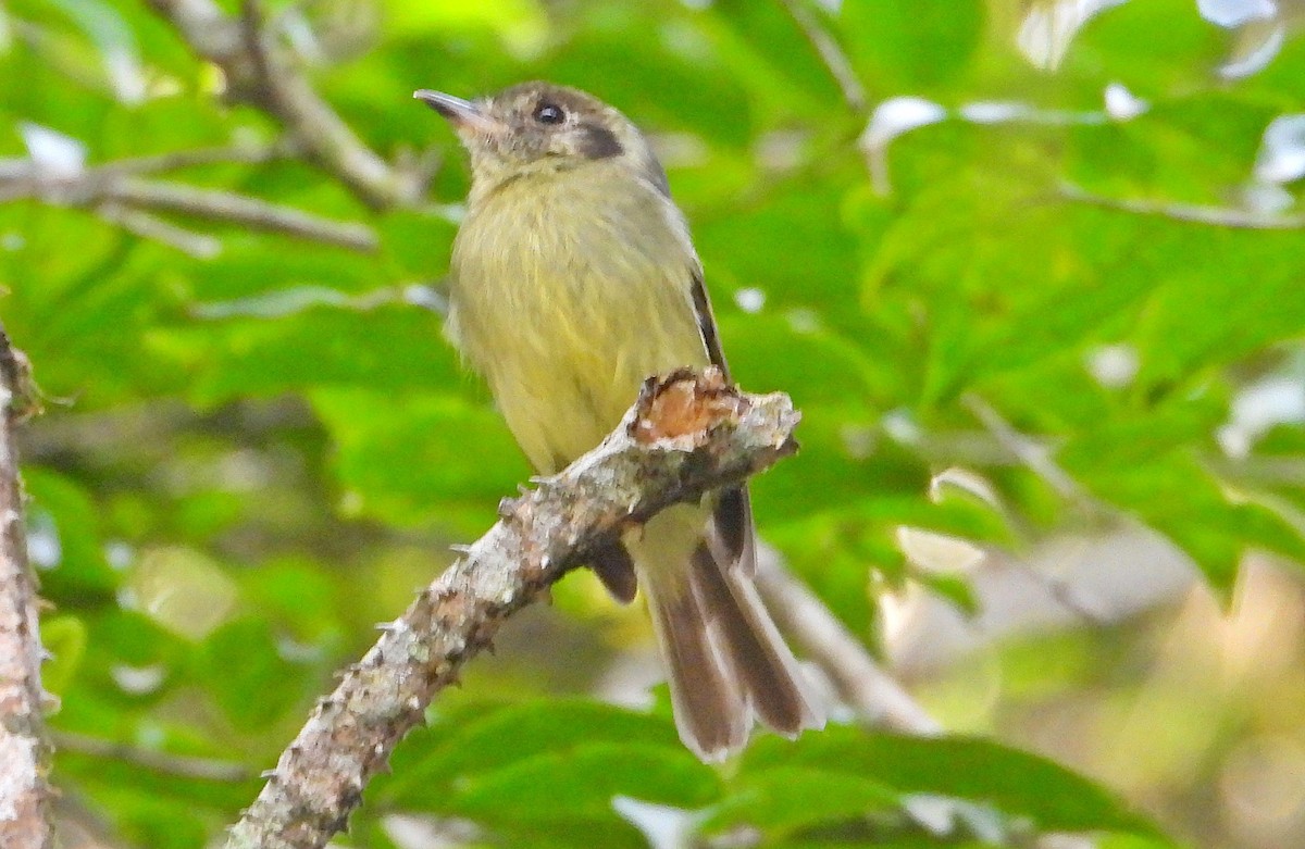 Sepia-capped Flycatcher - ML620800409