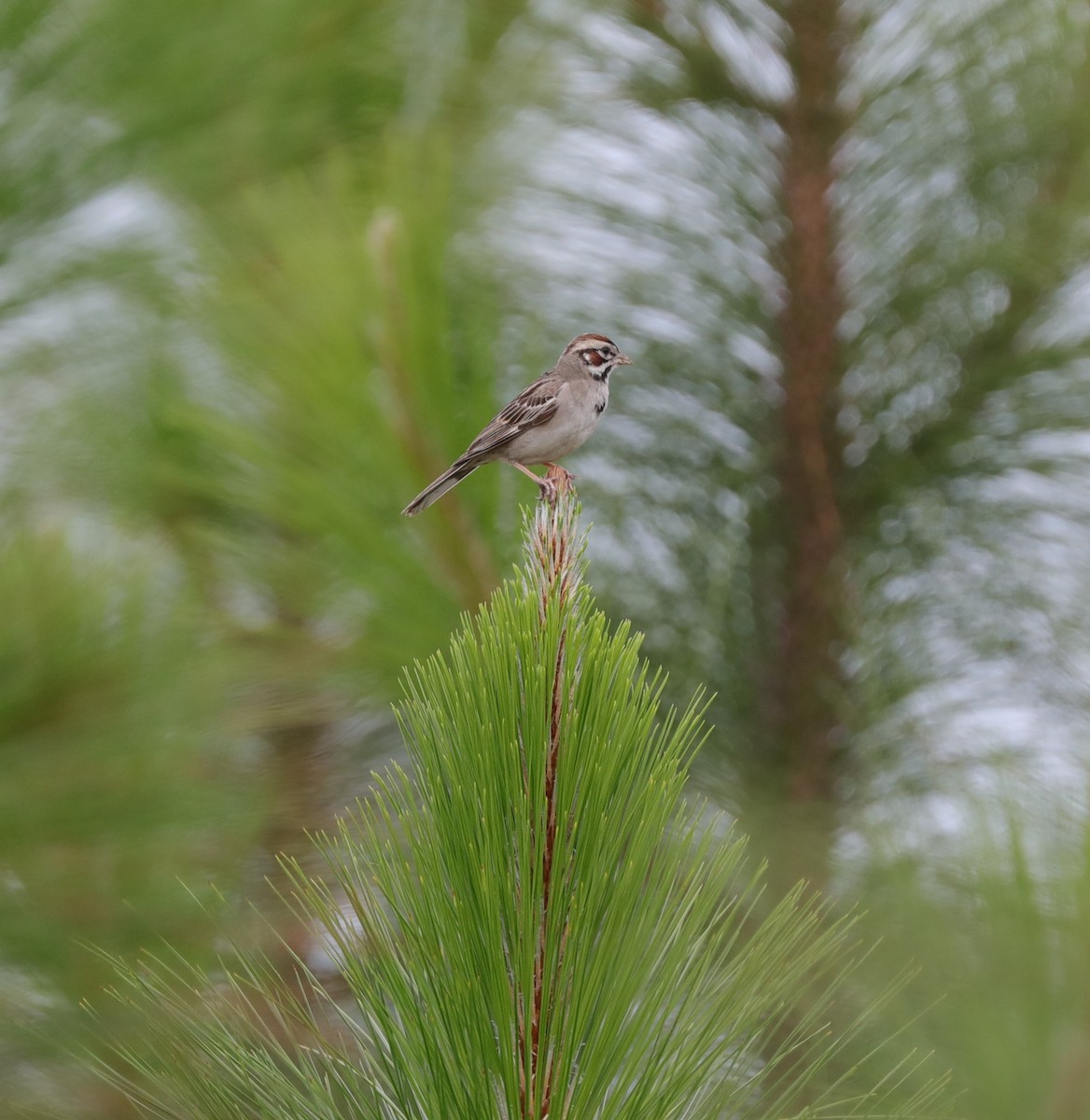 Lark Sparrow - ML620800415