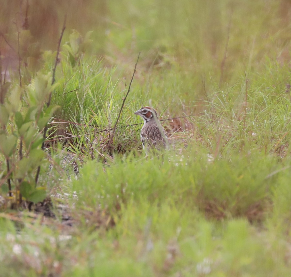 Lark Sparrow - ML620800417