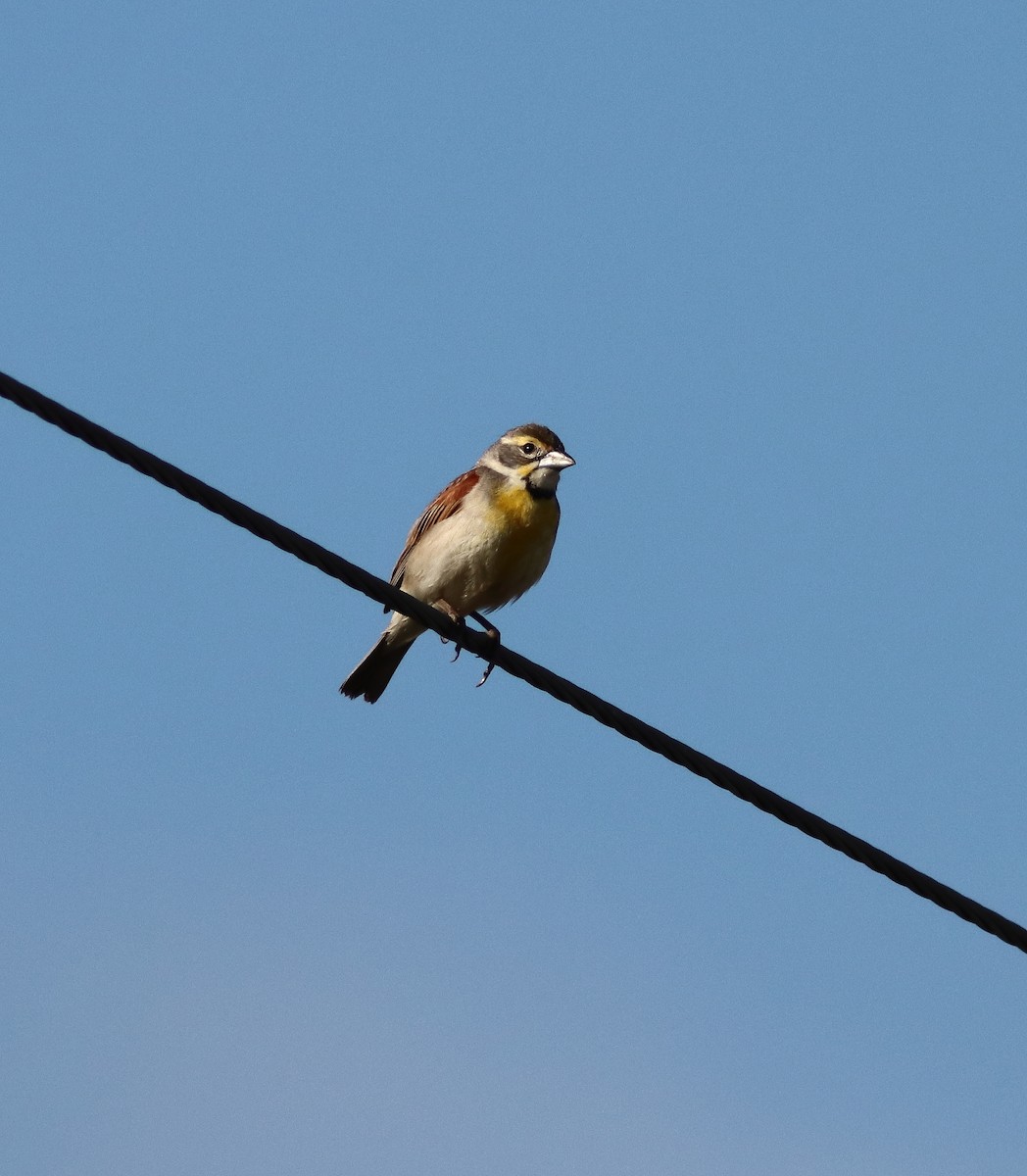 Dickcissel - ML620800418