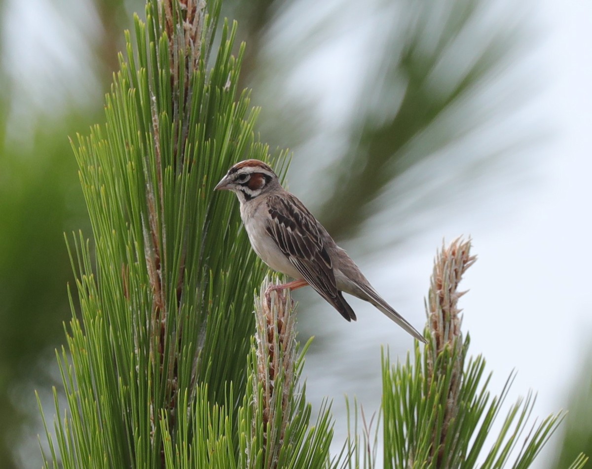 Lark Sparrow - ML620800419