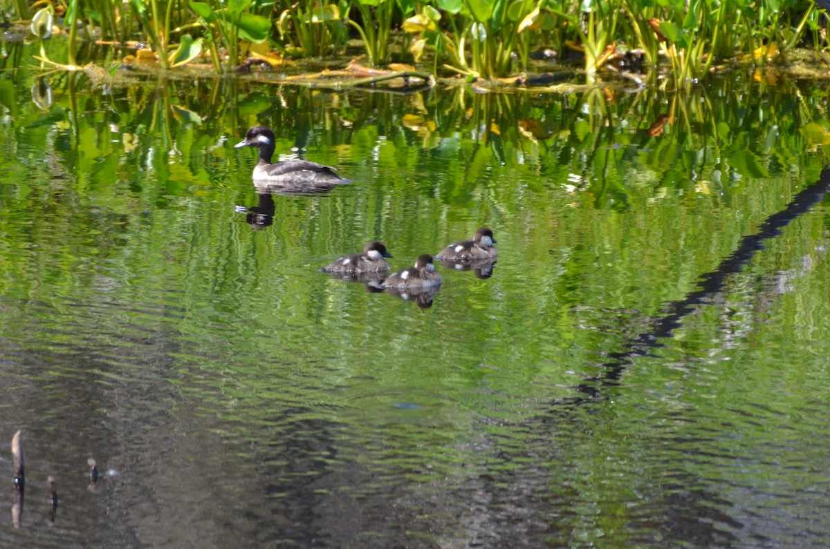 Bufflehead - ML620800421