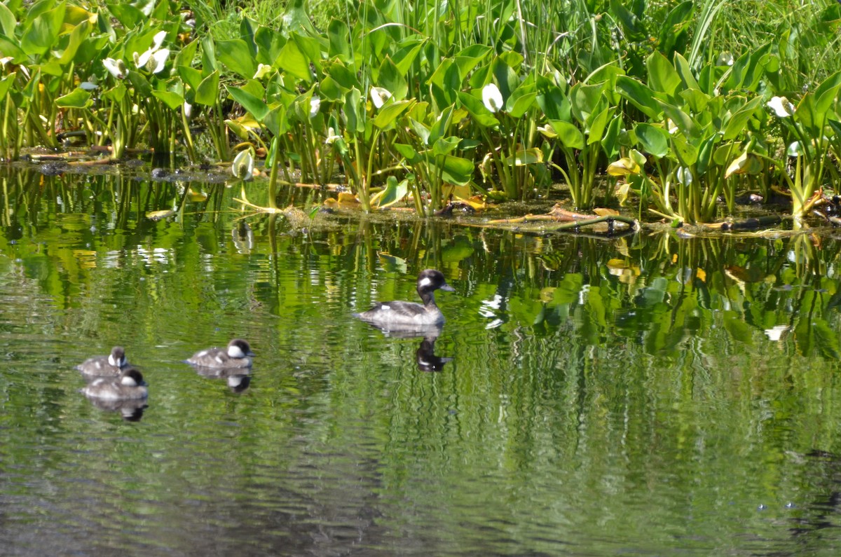 Bufflehead - ML620800422