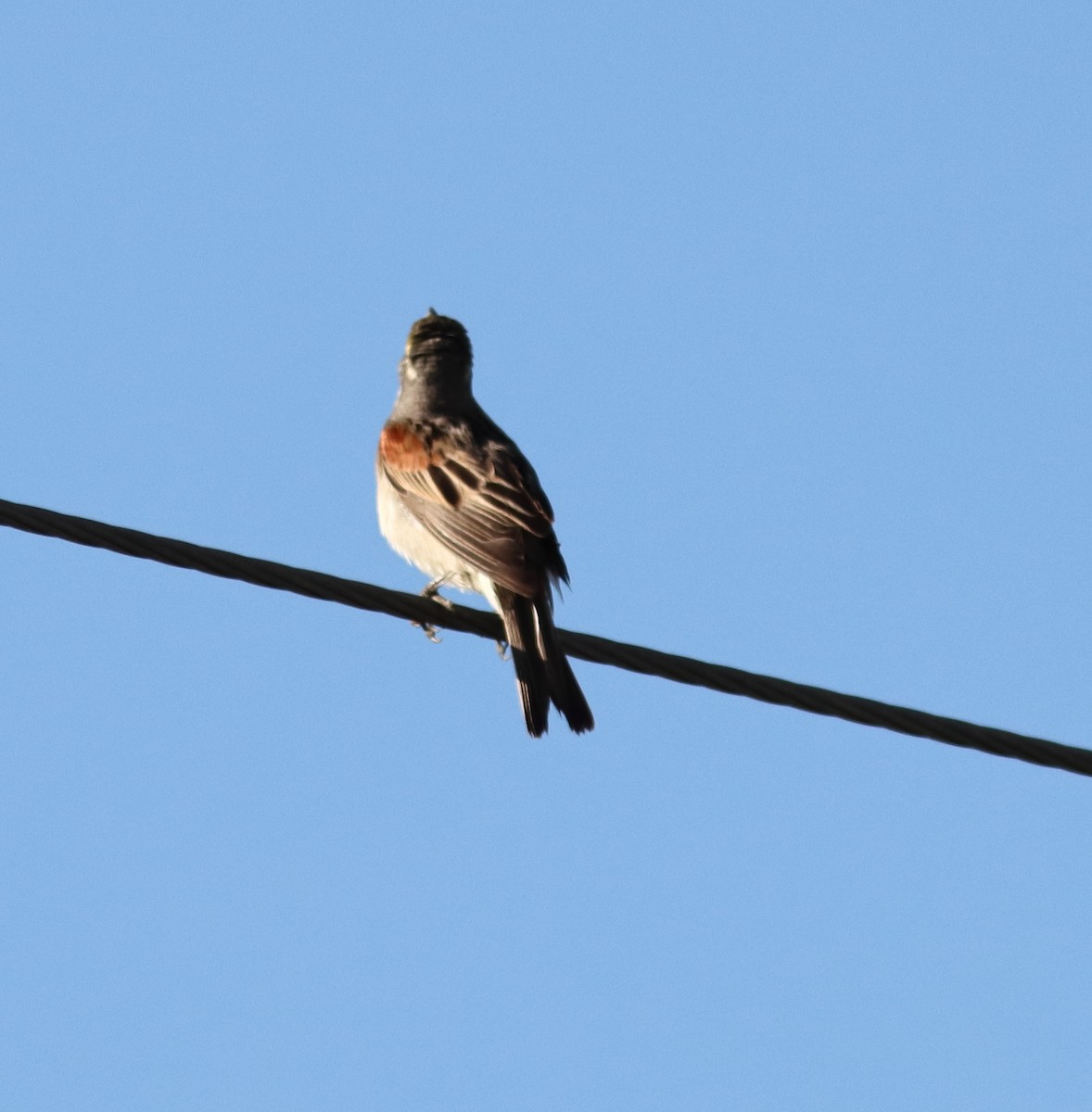 Dickcissel d'Amérique - ML620800423