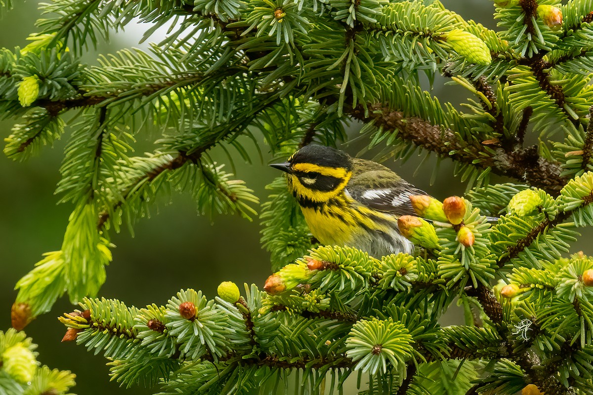 Townsend's Warbler - ML620800424