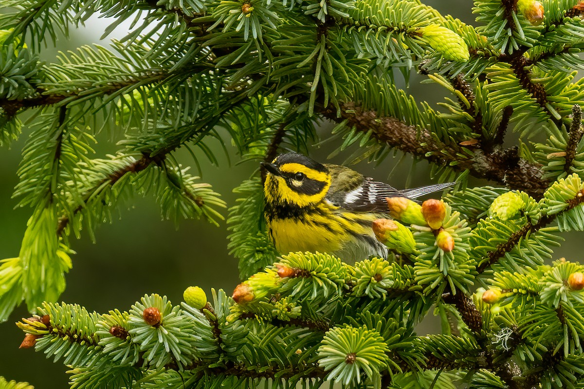 Townsend's Warbler - ML620800425