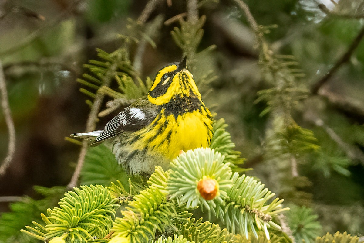 Townsend's Warbler - ML620800426