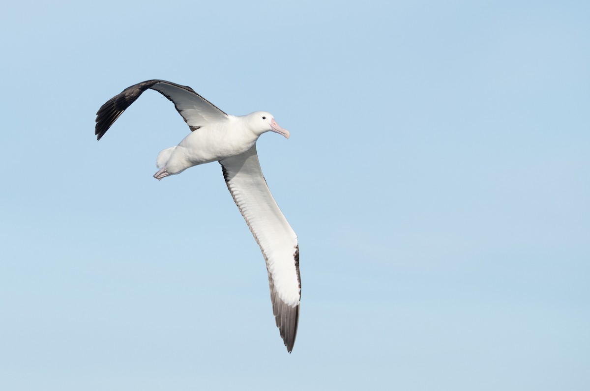 Northern Royal Albatross - ML620800428