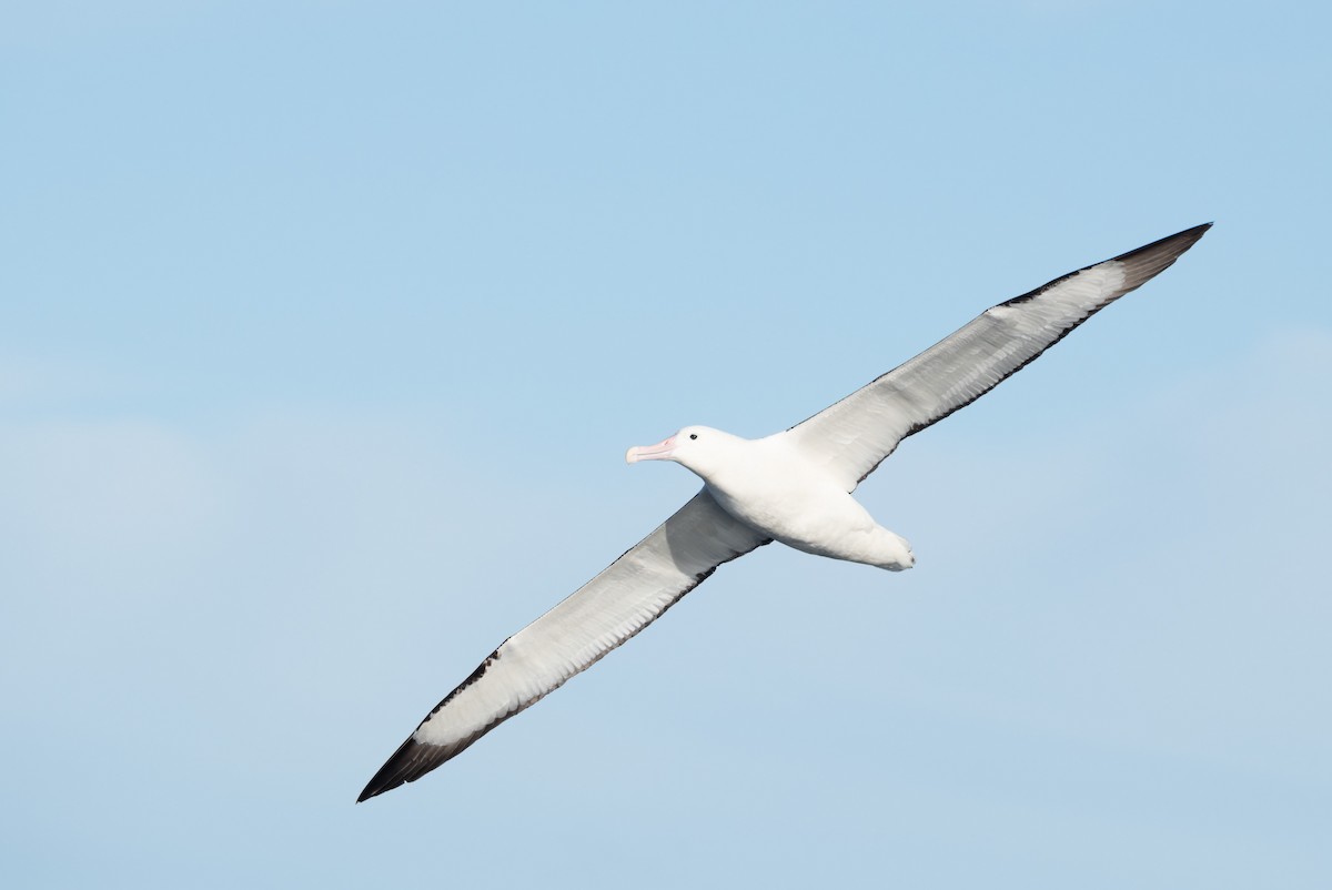Northern Royal Albatross - Ben Ackerley