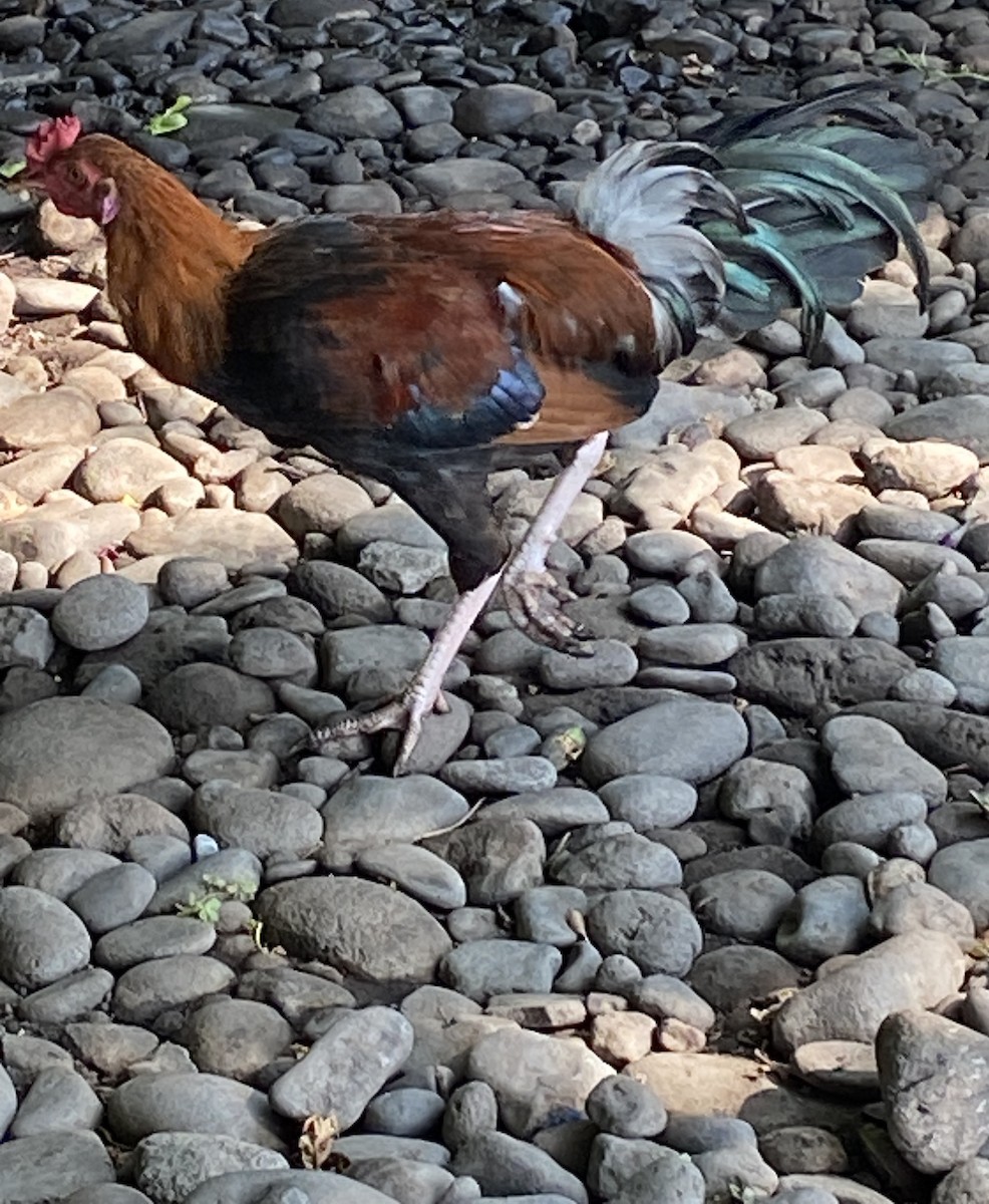 Red Junglefowl - ML620800430