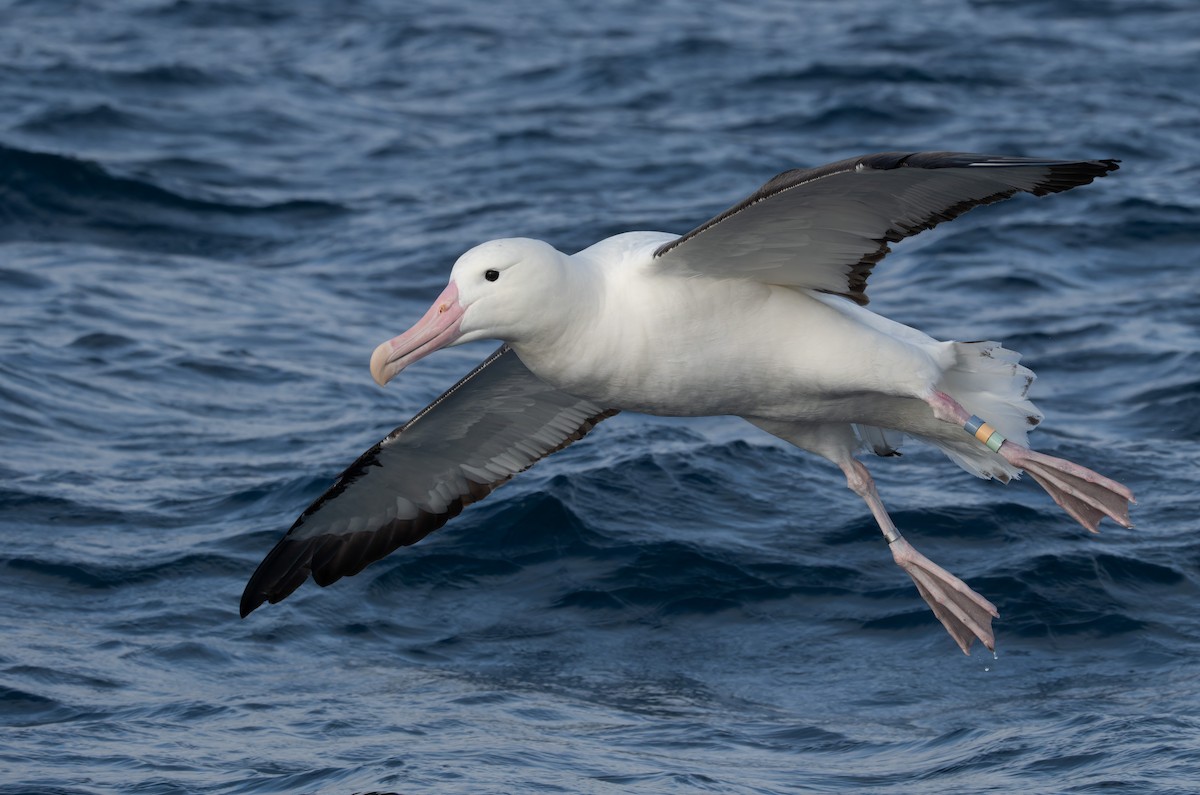 Northern Royal Albatross - ML620800432