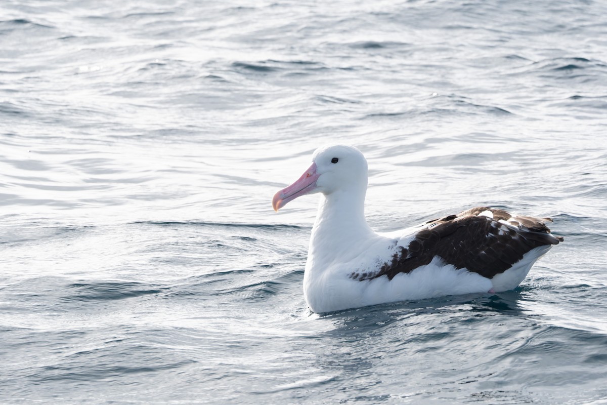 Northern Royal Albatross - ML620800434