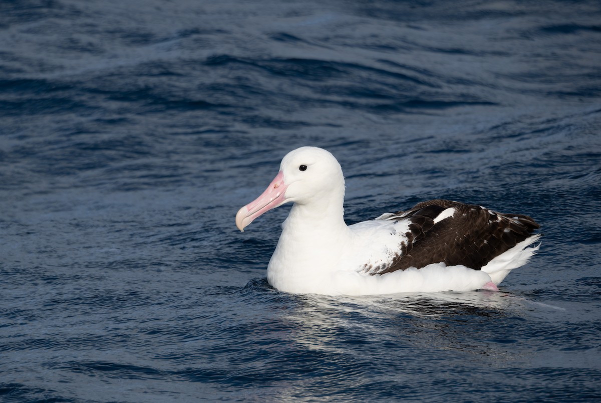 Albatros de Sanford - ML620800435