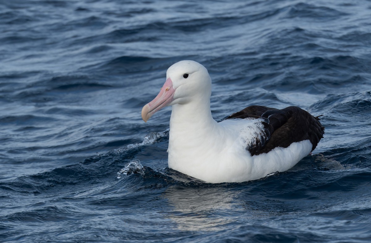 Albatros Real del Norte - ML620800436