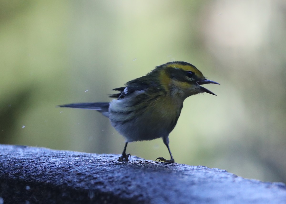 Townsend's Warbler - ML620800438